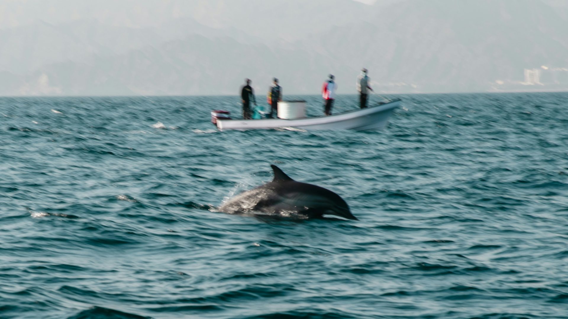 a dolphin is swimming in the water near a boat